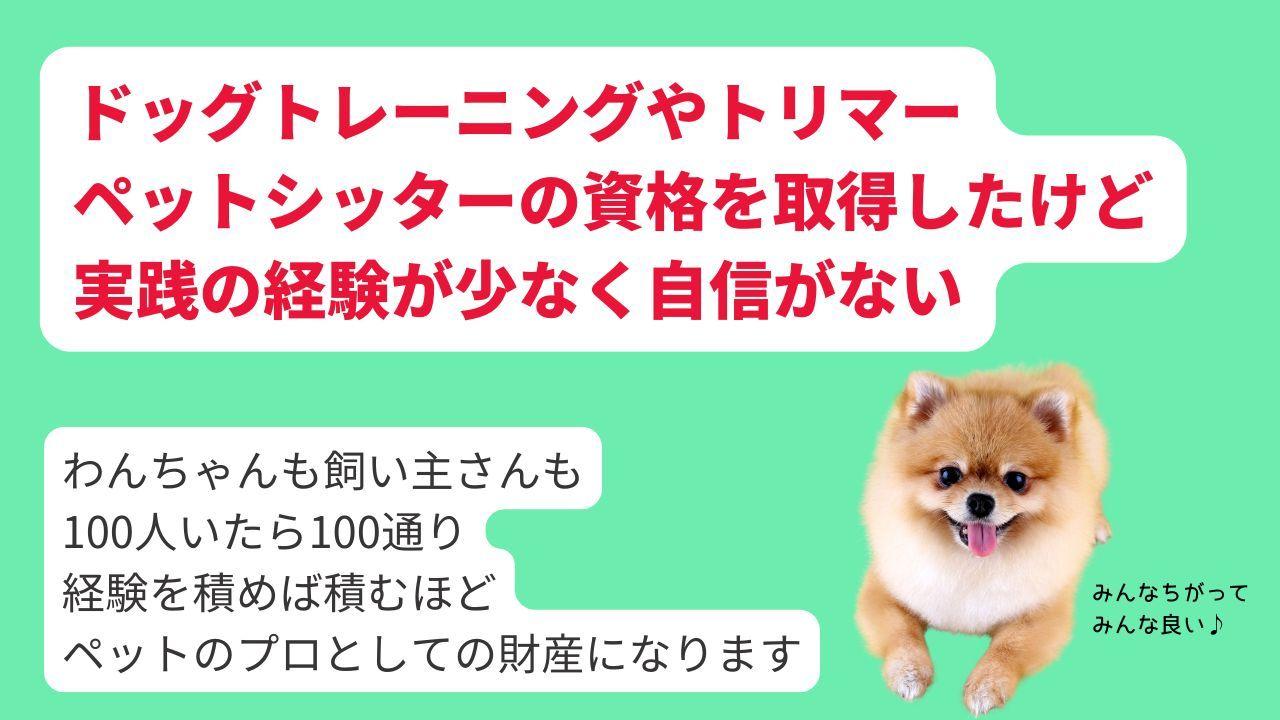 ドッグトレーナー、トリマー、ペットシッターの資格を取得したけど、実践経験が乏しく自信がない犬のプロを目指す方におすすめの支援システムです